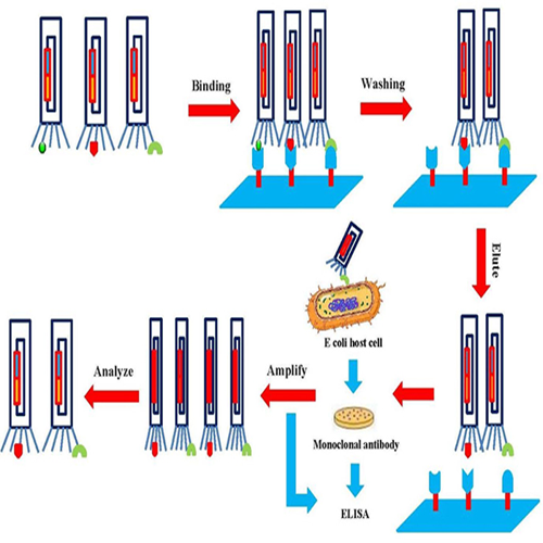 Automated Antibody Engineering Benefits prompt