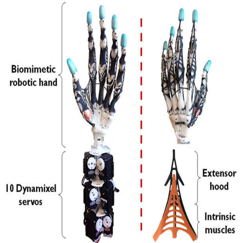 Soft robotic hand demonstrating the flexibility and natural motion enabled by cucumber-inspired artificial muscle. prompt